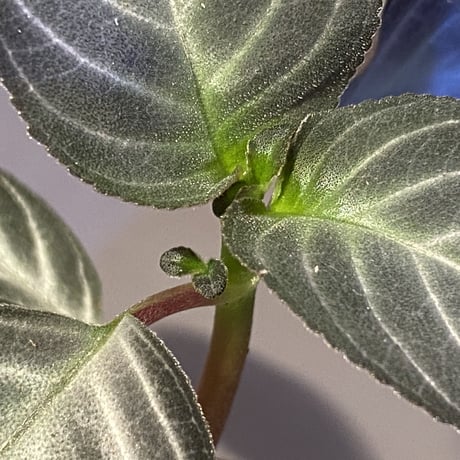 Gesneriaceae gen. from Kalimantan Barat