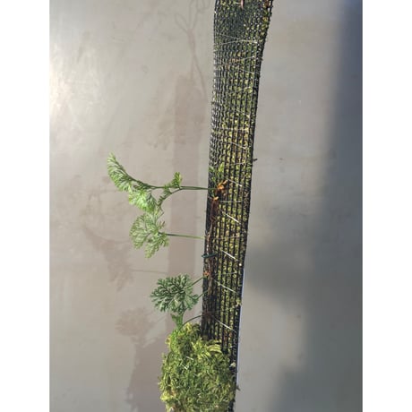 Davallia cf. parvula from Sanggau West Kalimantan