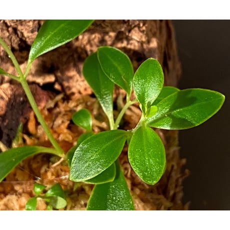 Pachycentria glauca CK [STRINGE PLANTS]