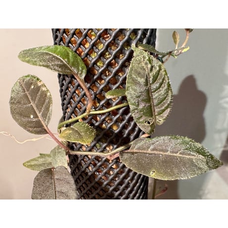 Solanum sp. from Iquitos Peru [tanakay]