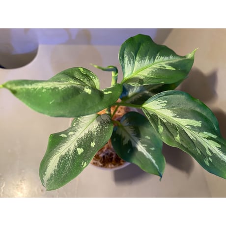 Aglaonema pictum"法皇緑"from Sumatera Barat [AZ0512-X]