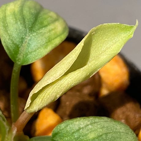Homalomena hyb. Rec110-03 [K0320-f1] KZT