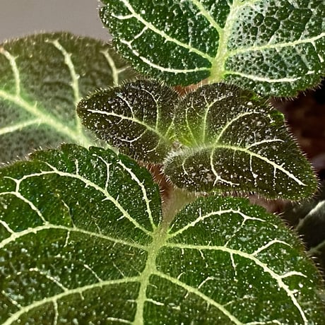 Pearcea hypocyrtiflora from Rio Napo Ecuador [tanakay] 白葉脈