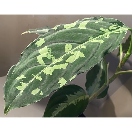 Aglaonema pictum JW1808 from Lebong  Bengkulu [TB]