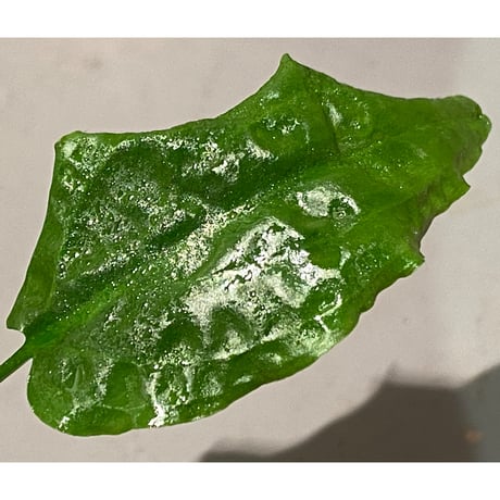 Cryptocoryne nurii "Lga-1" Pulau Lingga [HW0622-06]