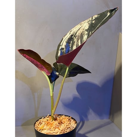 Syngonium sp. from Choco Colombia [tanakay]