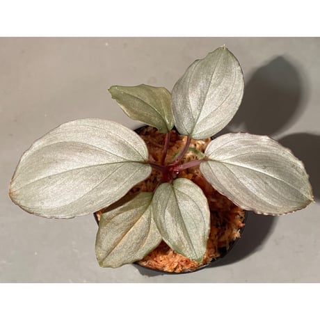 Homalomena sp. "Shirogane" SRP from Pulau Lingga[HW1017-XX]