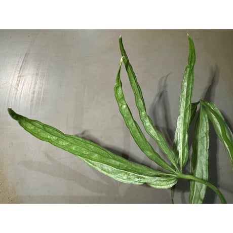 Anthurium aff. eminens