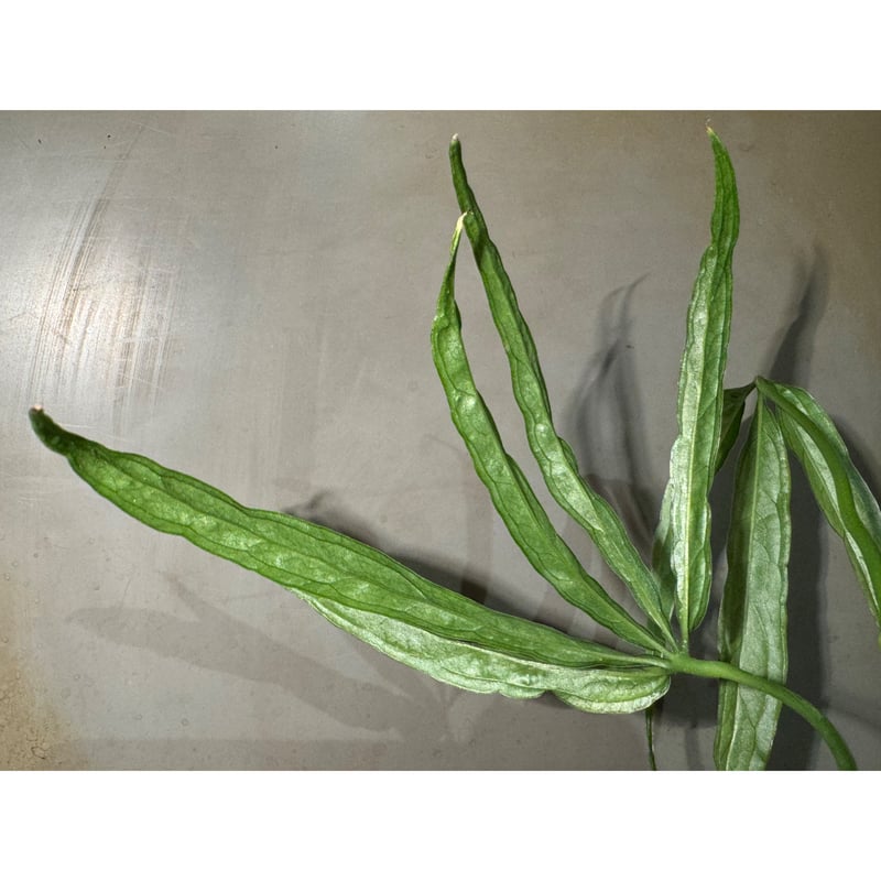 Anthurium aff. eminens | M・R・G・R