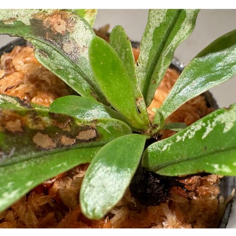 Colysis sp. from West Kalimantan