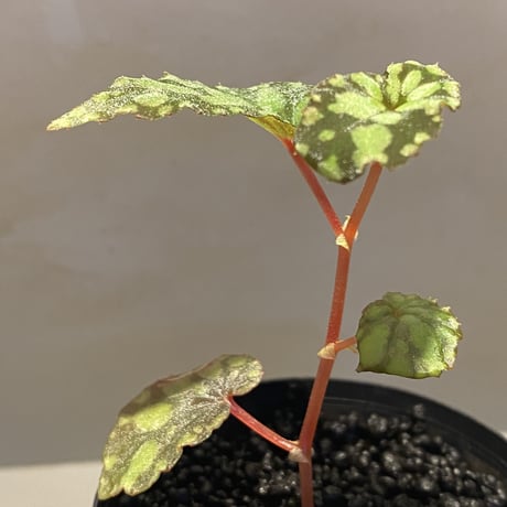 Begonia chlorosticta (Green) from Borneo Sarawak