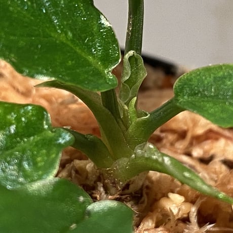 Homalomena sp. "Euclase" from Riau sumatera [LA0518-02]②