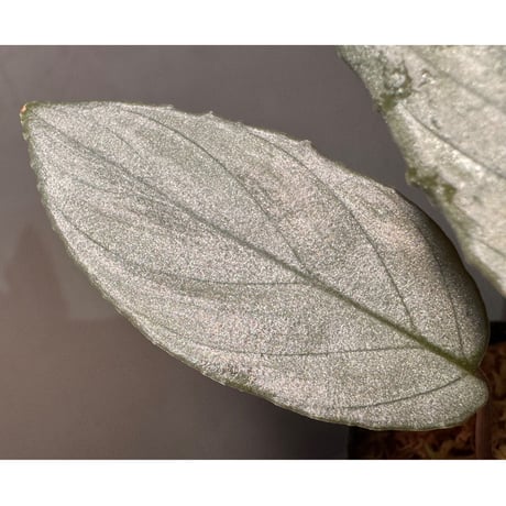 Homalomena sp. "Pink Velvet Long Leaf" from Kepulauan Riau