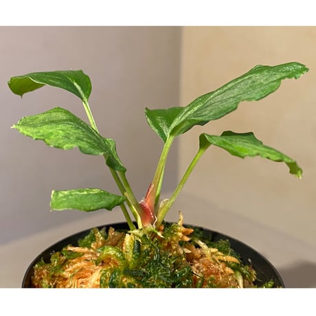 Homalomena sp. Green "Sabah-6" [R0515-03a]