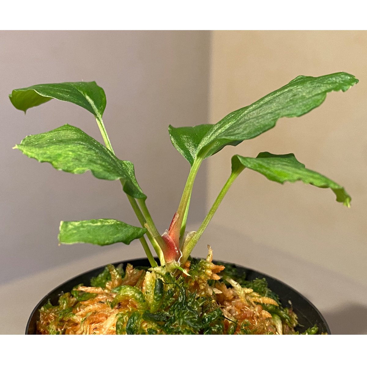 し*物様 Homalomena sp,