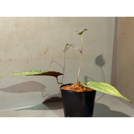 Cissus sp. "Padang" Sumatra barat [TB]