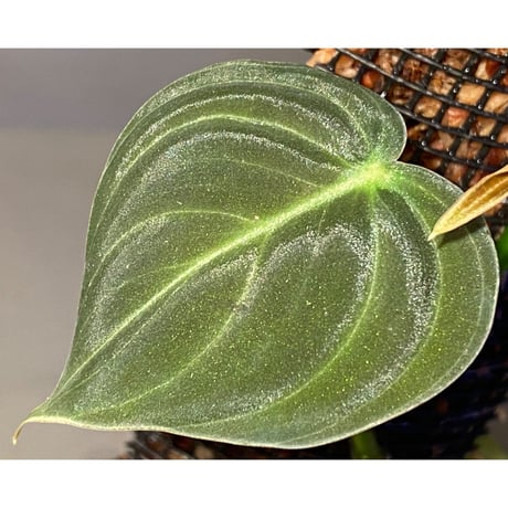 Philodendron melanochrysum