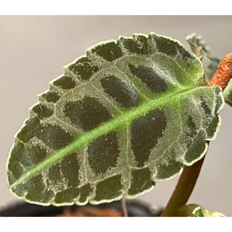 Emblemantha urnulata (Labisia sp.) from Riau sumatera [LA0815-01]