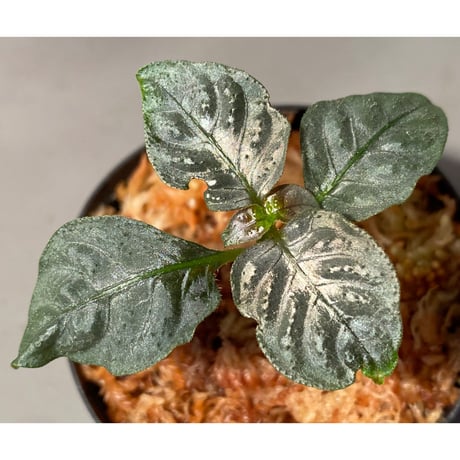 Ophiorriza sp. "鋼" from Aceh Selatan [HW0816-03]