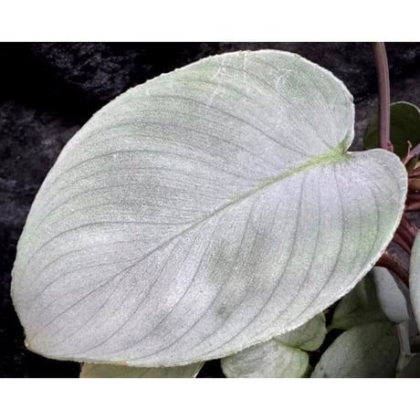 Homalomena "鯖×月" [LA-hyb.22-04]