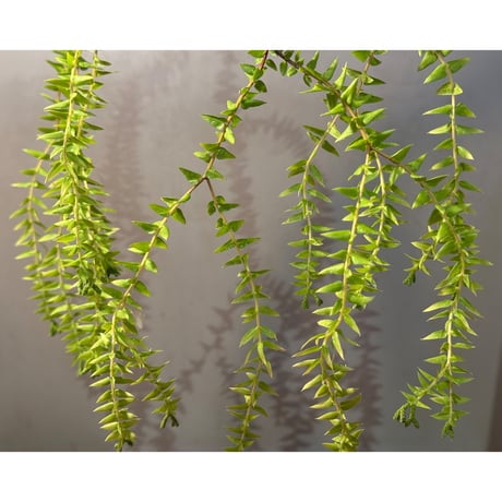 Phlegmariurus phlegmaria