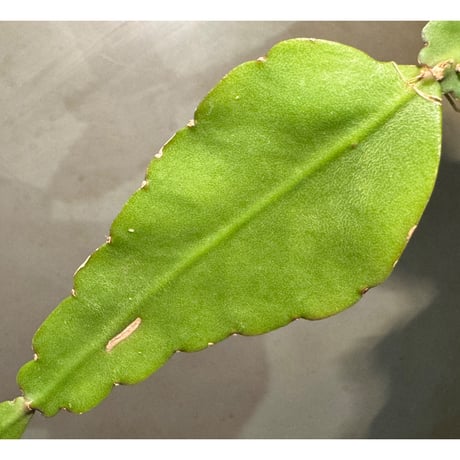 Rhipsalis elliptica from Southeast Brazil
