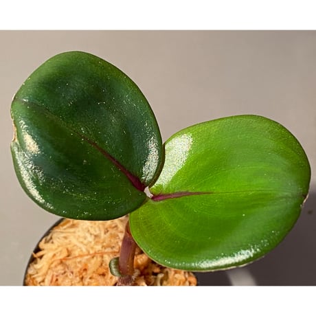 Geogenanthus ciliatus from Ecuador [tanakay]