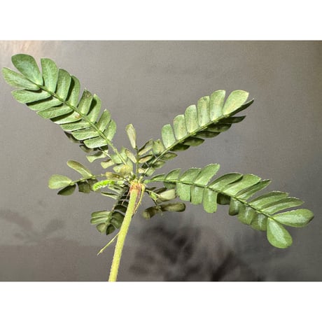 Biophytum cf. sensitivum [LA]