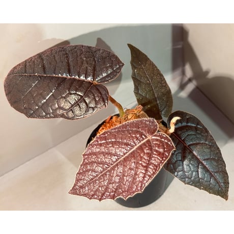 Pterisanthes sp. from Sabah [R0516-01]