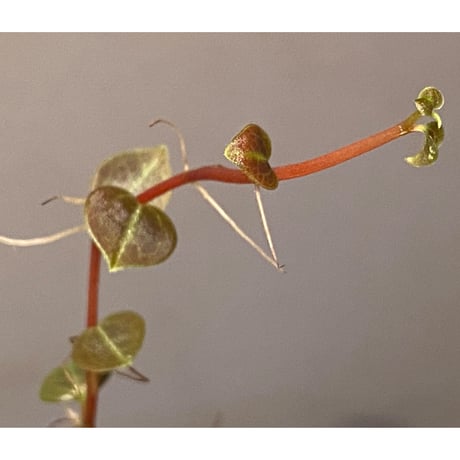 Peperomia sp. (インボイスbicolor)