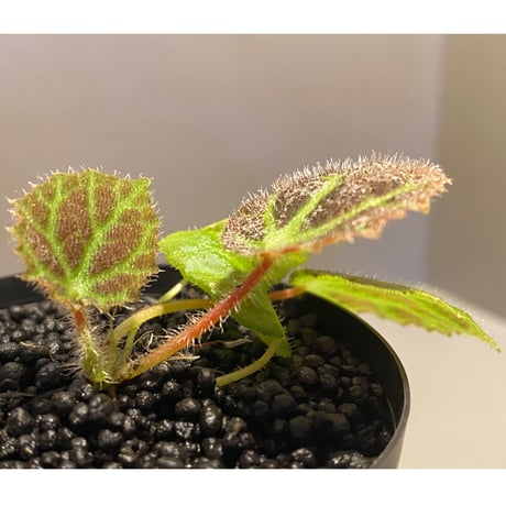 Begonia sp . from Sumpur [TK031117]