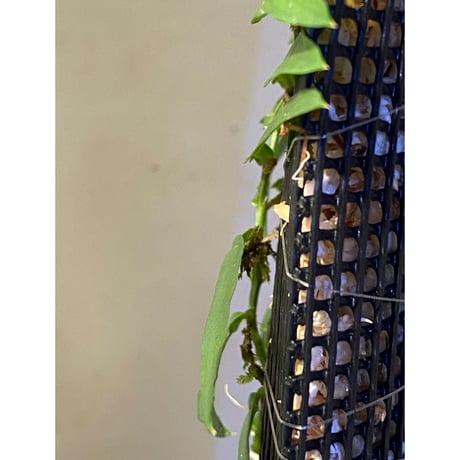 Epipremnum sp. from Khlong Yai Trat Thailand ②