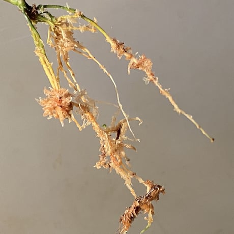 Homalomena cf. hasei from Aceh sumatera [LA0121-02z]