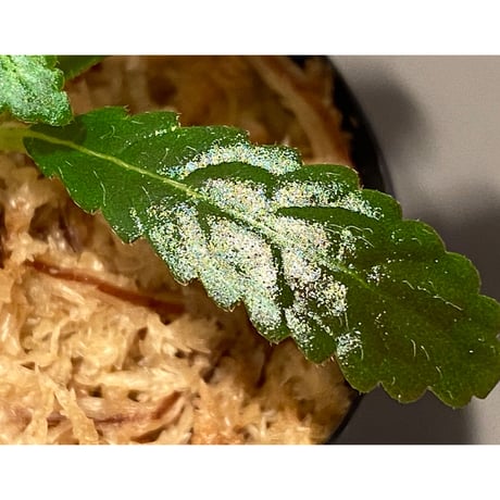 Nautilocalyx pemphidius