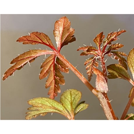 Begonia polilloensis