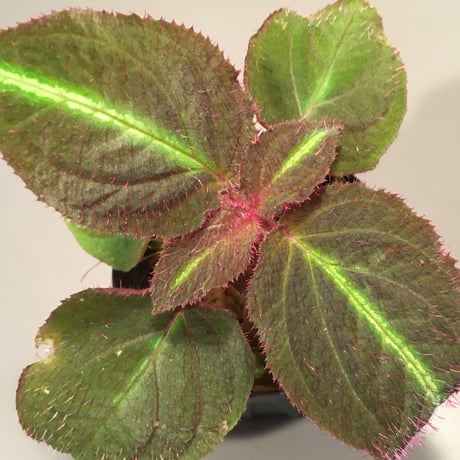 Sonerila sp. from Thailands [Asiatic Green] TKタグ付き