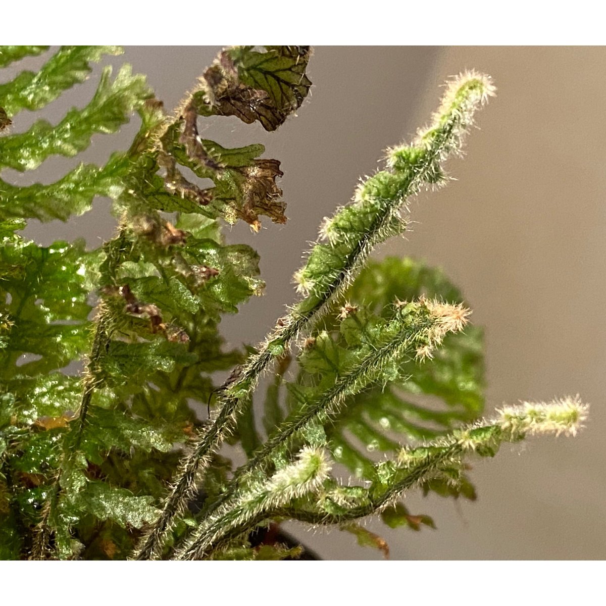 Trichomanes sp. from Iquitos Peru [tanakay] | M