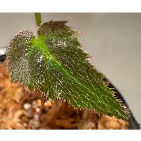 Begonia sp. from Sumatera Utara [HW0816-01]