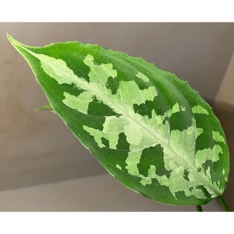 Aglaonema pictum AP from Aceh sumatera [LA1115-02j]