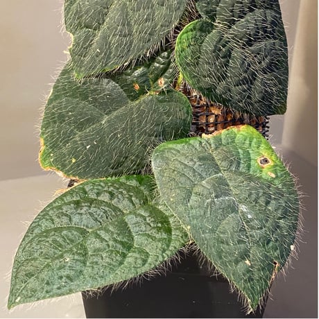 (大株) Ficus sp. from Selangor