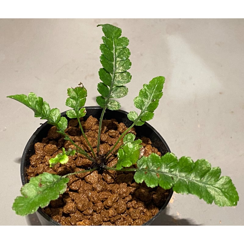 Blechnum obtusatum var. obtusatum from New Cale