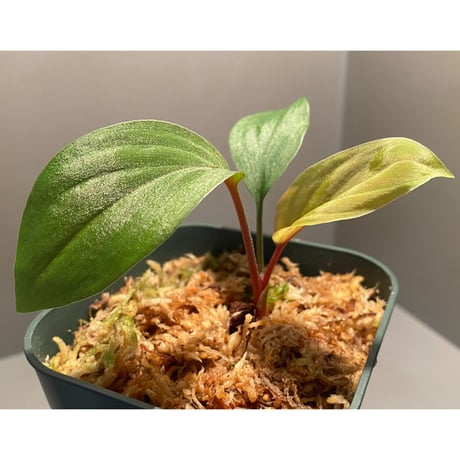 Homalomena sp. from West Kalimantan