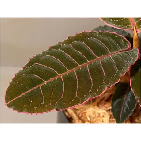 Labisia sp. from Riau Sumatera