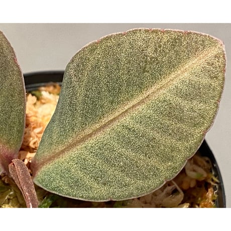Ardisia sp. from Saripoi [LA0515-02]