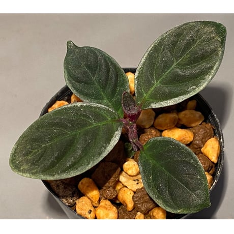 Cosmianthemum bullatum [LA0515-02]