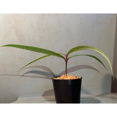 Labisia sp. from "Lebong" Bengkulu [TB]