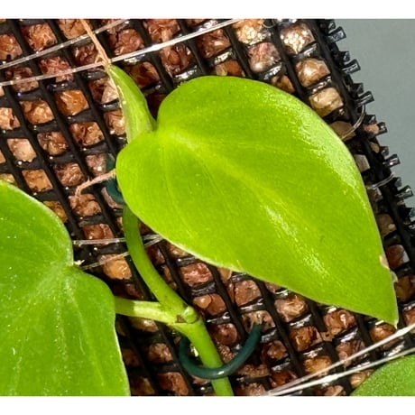 Philodendron sp. from Iquitos Peru [tanakay]