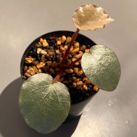 Begonia sp. from Sumatera [NT ORCHID]