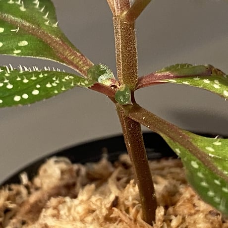 Sonerila sp. wf1 from Phang Nga Thailand [KZT]