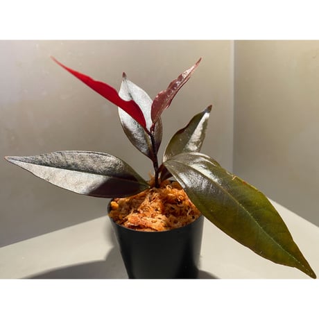 Medinilla sp. from Irian Jaya Papua